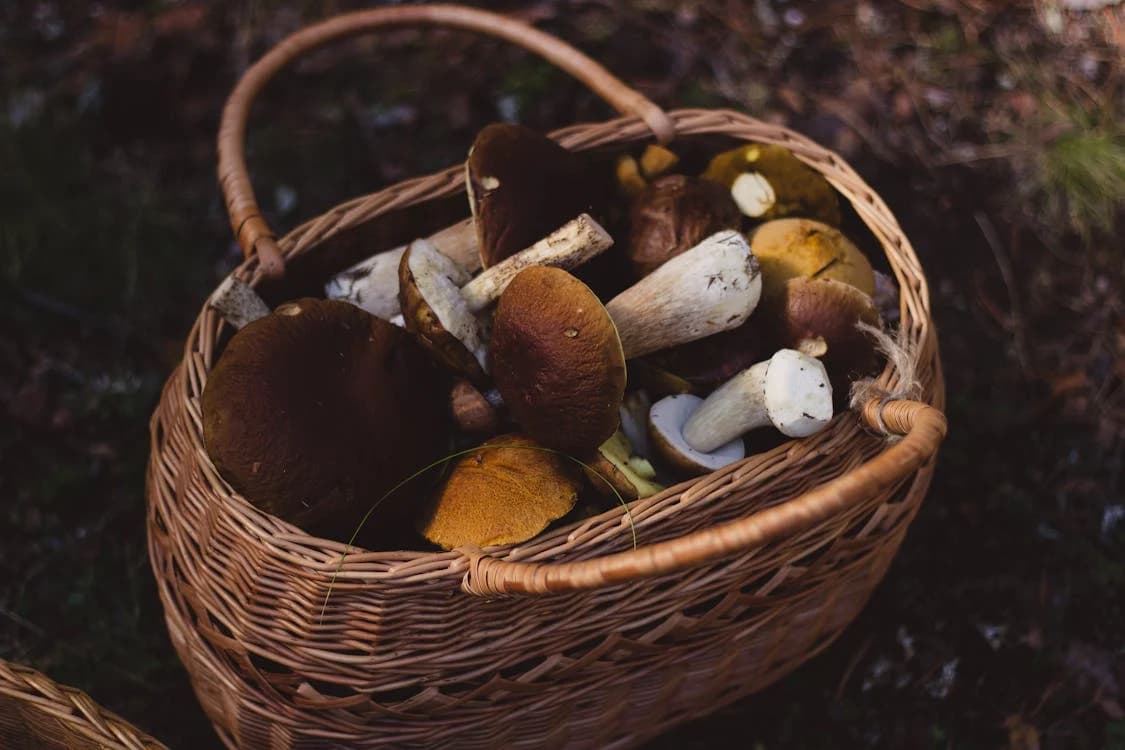 Kosz na grzyby – niezbędny element każdego grzybiarza